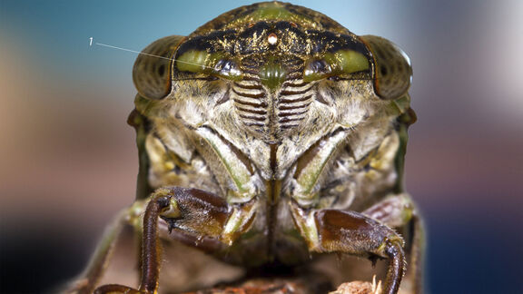 Puzzlopedia | Collection Megatibicen resh