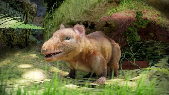 Puzzlopedia | Puzzle Megazostrodon (Jurassic)