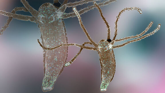 Puzzlopedia | Puzzle Microbial predator