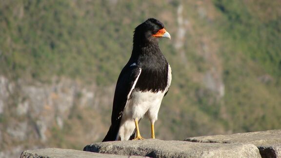 Puzzlopedia | Puzzle Mountain caracara
