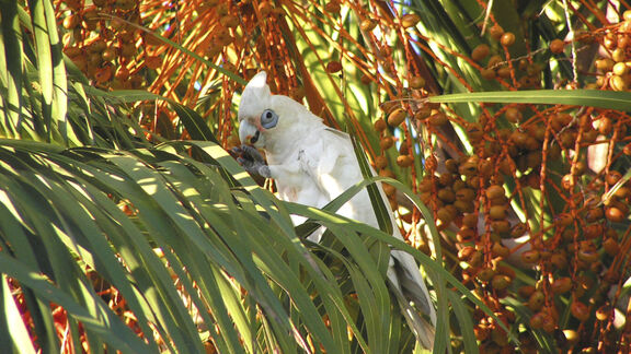 Puzzlopedia | Puzzle Muir's corella