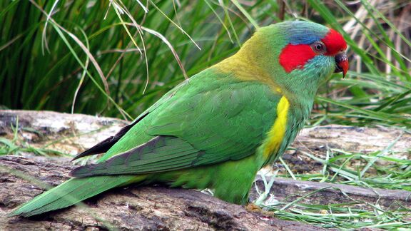 Puzzlopedia | Puzzle Musk lorikeet