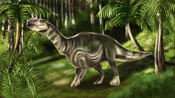 Puzzlopedia | Puzzle Muttaburrasaurus (Cretaceous)