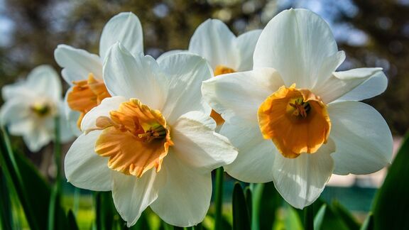 Puzzlopedia | Collection Narcissus