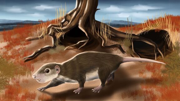 Puzzlopedia | Puzzle Nemegtbaatar (Cretaceous)