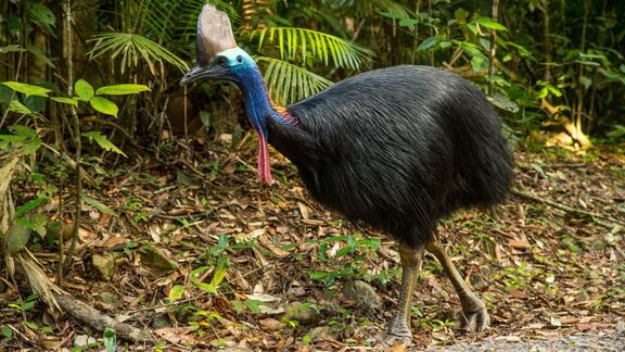 Puzzlopedia | Puzzle Northern Cassowary