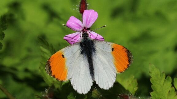 Puzzlopedia | Puzzle Orange-tip