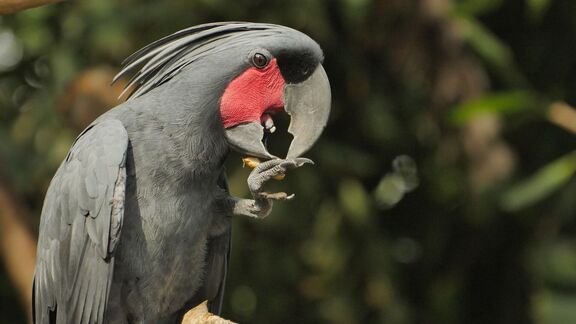 Puzzlopedia | Puzzle Palm cockatoo