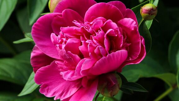 Puzzlopedia | Series Asia