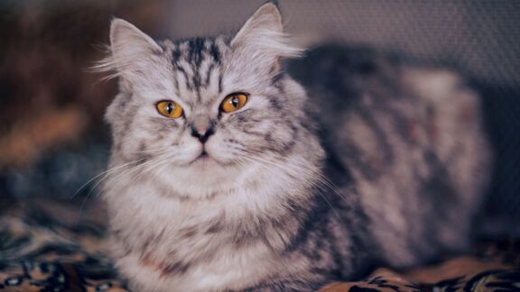 Puzzlopedia | Series Cats