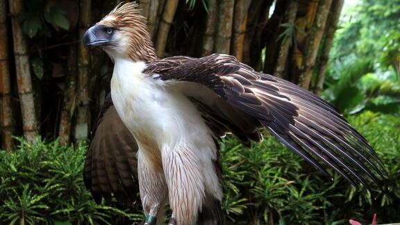 Puzzlopedia | Series Birds of Prey