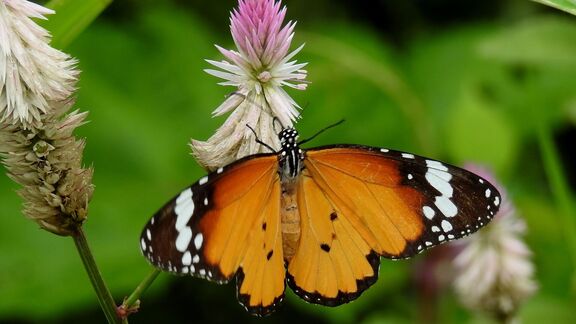 Puzzlopedia | Puzzle Plain tiger