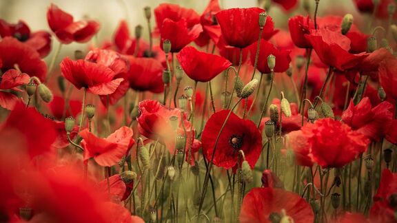 Puzzlopedia | Collection Poppy