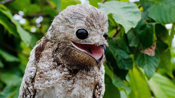 Puzzlopedia | Puzzle Potoo