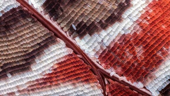 Puzzlopedia | Collection Producing colour