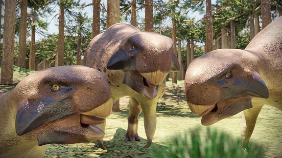 Puzzlopedia | Puzzle Psittacosaurus (Cretaceous)