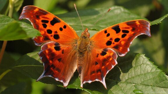 Puzzlopedia | Puzzle Question mark