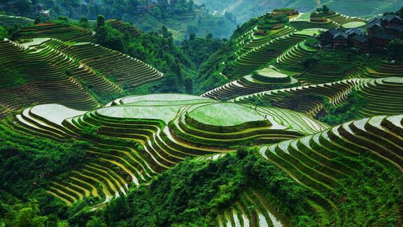 Puzzlopedia | Collection Rice Terraces of the Philippine Cordilleras