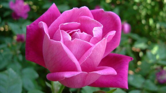 Puzzlopedia | Puzzle Rose