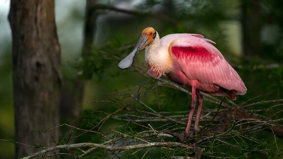 Puzzlopedia | Series Water Birds
