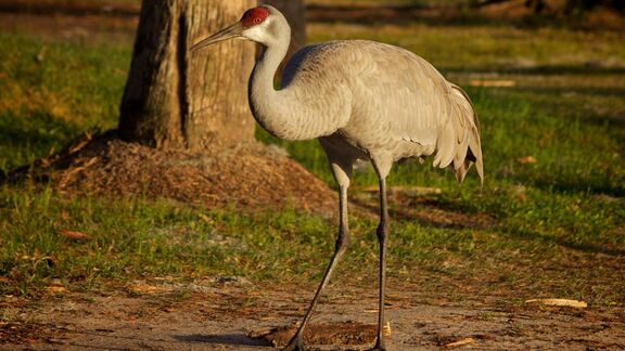 Puzzlopedia | Puzzle Sandhill crane
