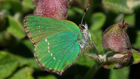 Puzzlopedia | Puzzle Sandia hairstreak