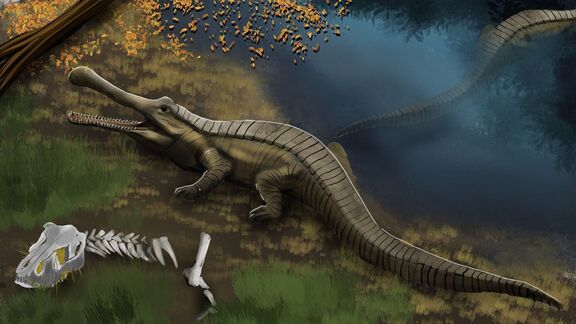 Puzzlopedia | Puzzle Sarcosuchus (Cretaceous)