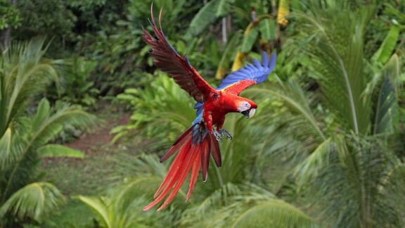 Puzzlopedia | Puzzle Scarlet macaw