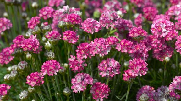 Puzzlopedia | Collection Sea thrift