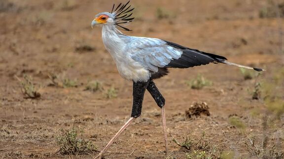Puzzlopedia | Puzzle Secretarybird