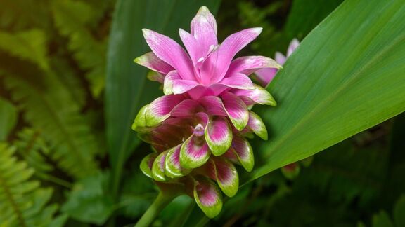 Puzzlopedia | Collection Siam tulip