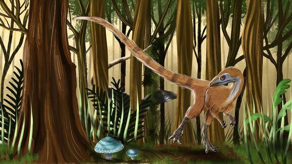 Puzzlopedia | Sinosauropteryx (Cretaceous)