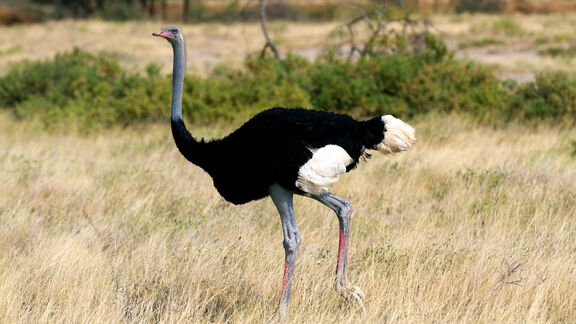 Puzzlopedia | Puzzle Somali ostrich