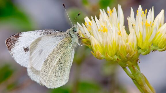 Puzzlopedia | Puzzle Southern small white