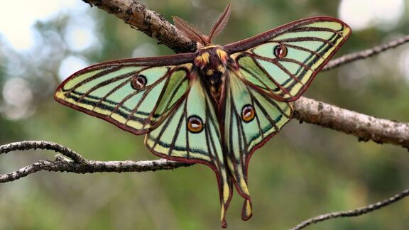 Puzzlopedia | Puzzle Spanish moon moth
