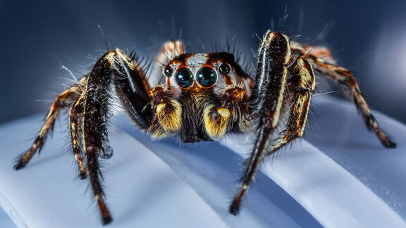 Puzzlopedia | Collection Spider vision