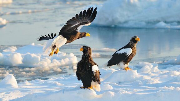 Puzzlopedia | Puzzle Steller's sea eagle