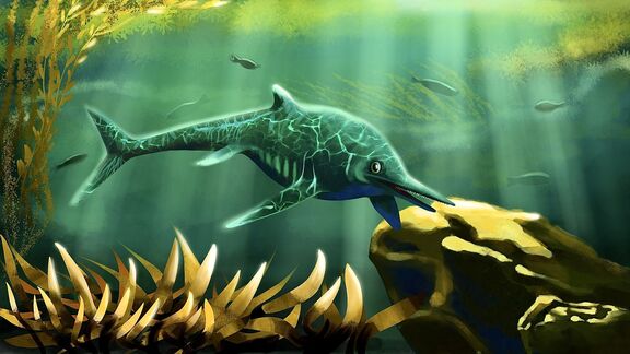 Puzzlopedia | Puzzle Stenopterygius (Jurassic)