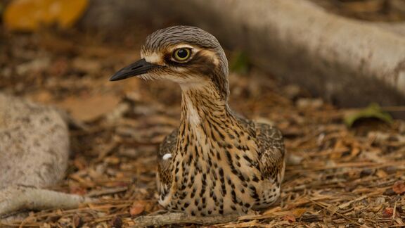 Puzzlopedia | Puzzle Stone-curlew