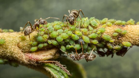 Puzzlopedia | Collection Sucking pests