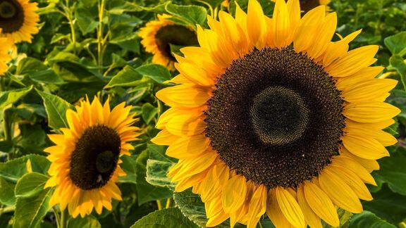 Puzzlopedia | Series America