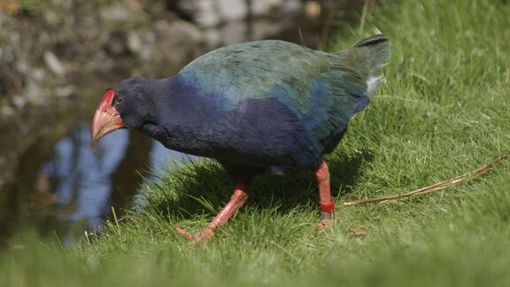 Puzzlopedia | Puzzle Takahe