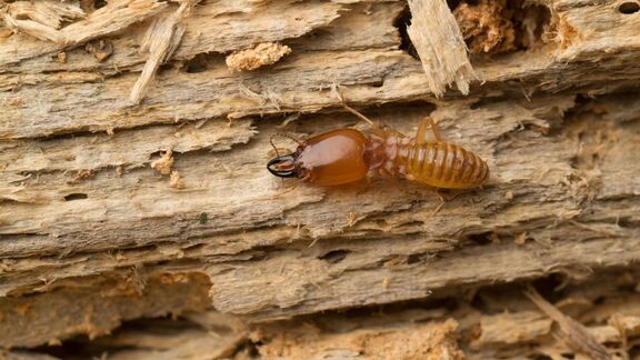 Puzzlopedia | Puzzle Termites