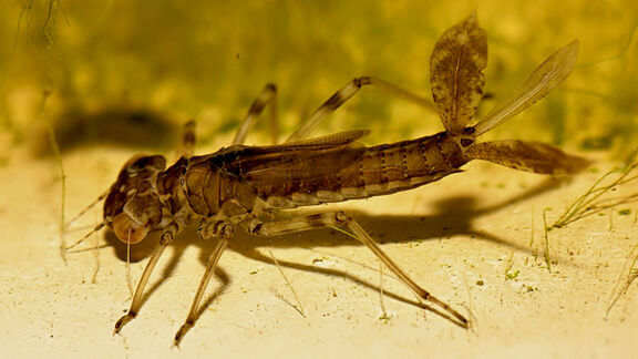 Puzzlopedia | Collection The gills of insects