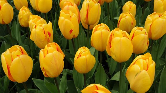 Puzzlopedia | Collection Tulip