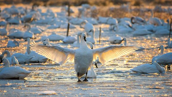 Puzzlopedia | Puzzle Tundra swan