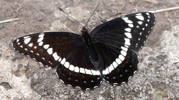 Puzzlopedia | Collection Weidemeyer's admiral