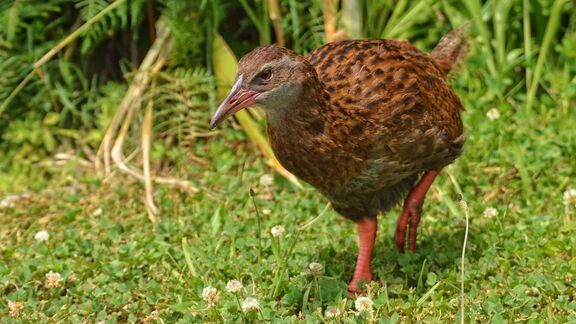Puzzlopedia | Puzzle Weka