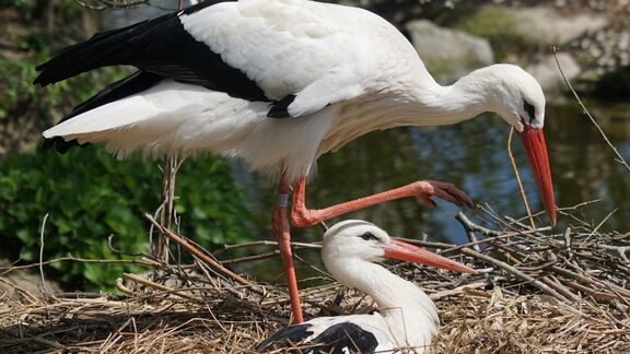 Puzzlopedia | Puzzle White stork