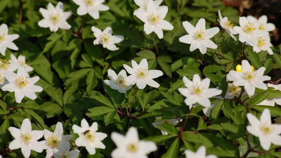 Puzzlopedia | Collection Wood anemone